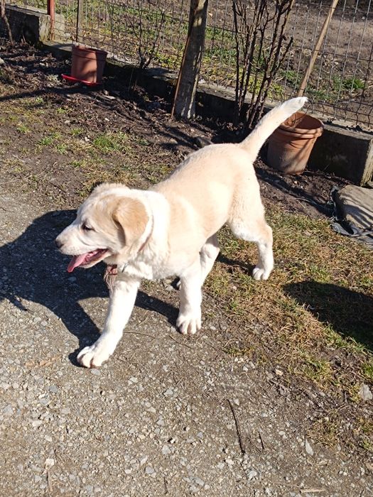 Asia centrala 3 luni