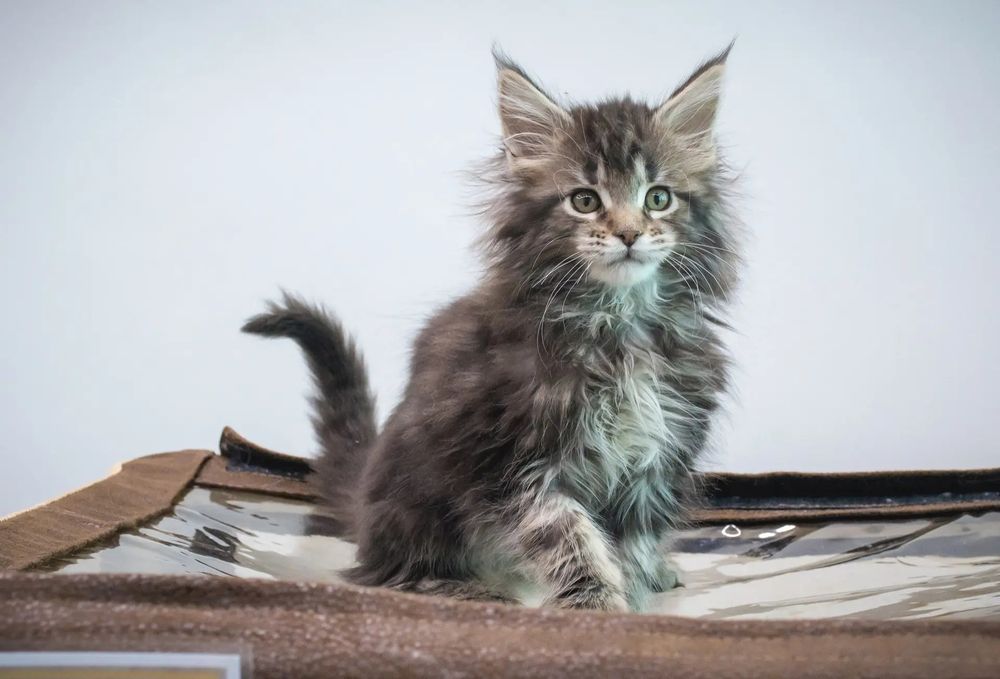 Мэйн кун котята 2 мес продам