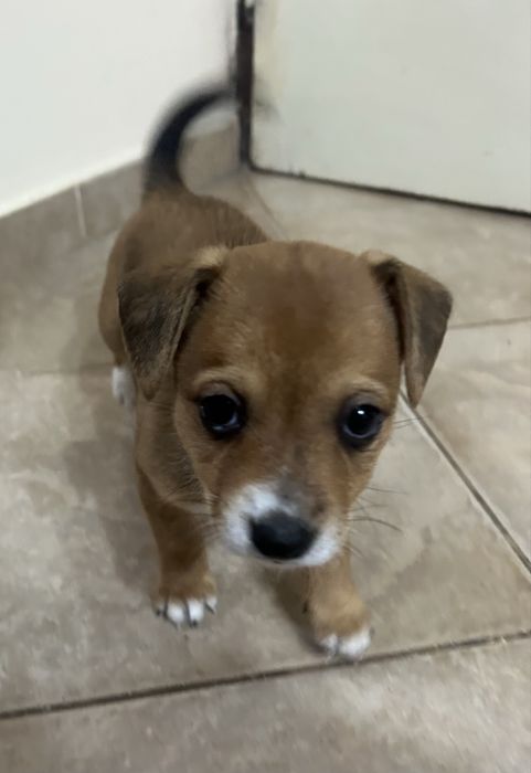 Подарявам малко кученце