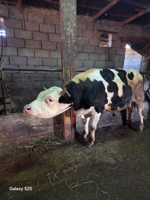 Продам племенного быка