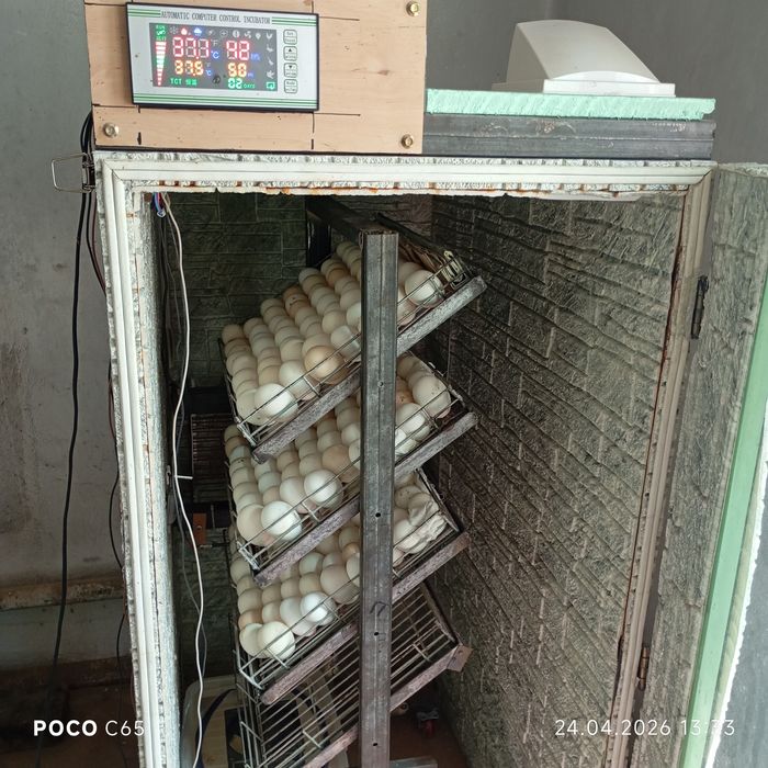 Инкубатор большой продаётся 300 яиц