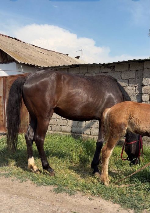 От сотилади Продаётся лошадь