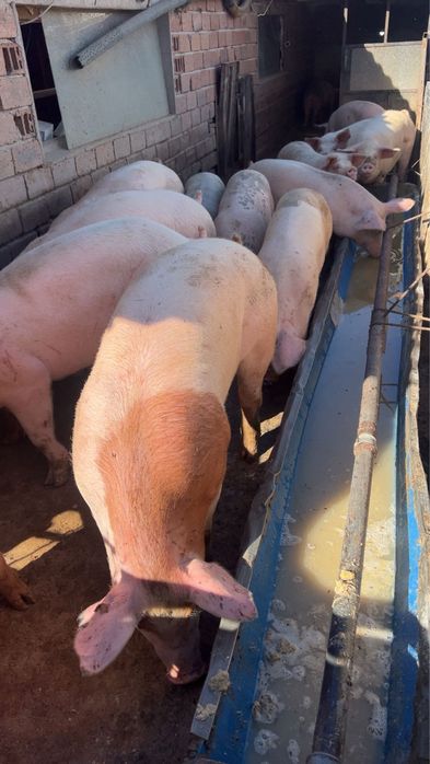 Домашни прасета от 25  до 35 кг