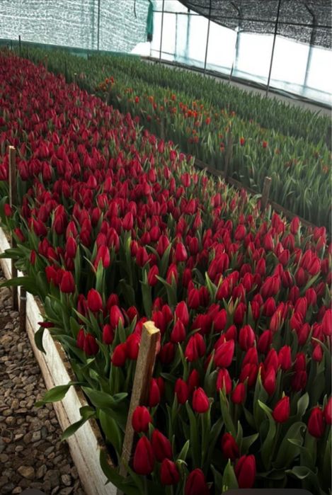 Тюльпаны к 8 марта