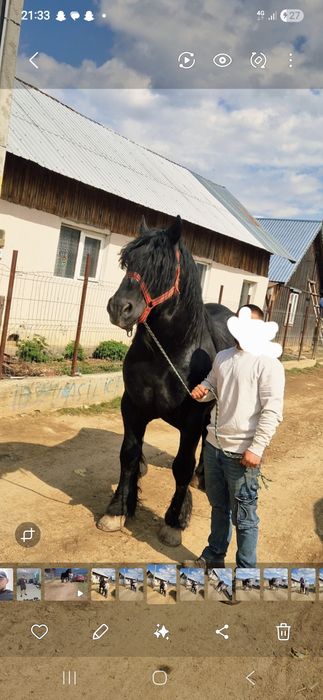 Armăsar de vânzare – 8 ani, foarte cuminte