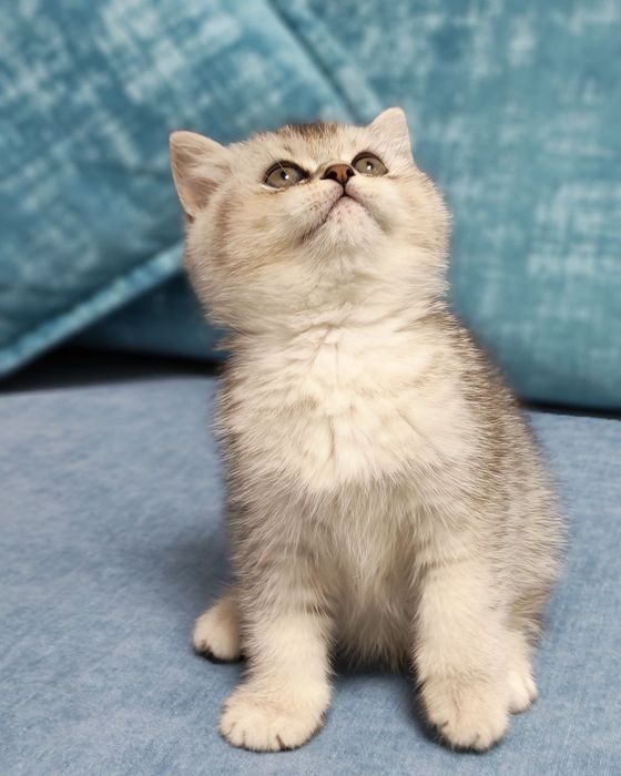 Шикарный крупный мальчишка от правильной вязки