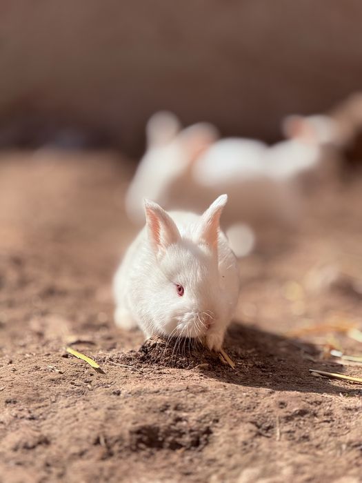 Кролики куён quyon