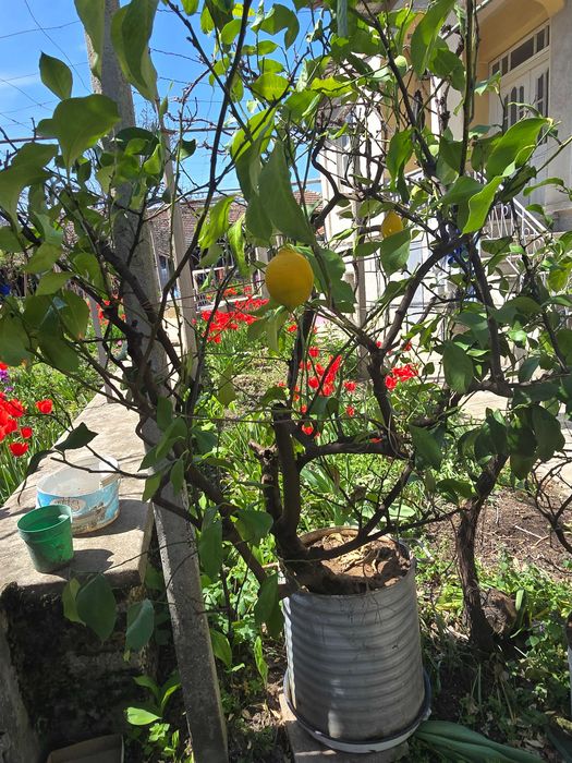 Голямо лимоново дърво