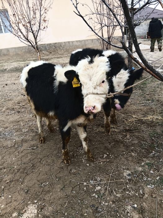 Бұқалар сатылады. Продам быков