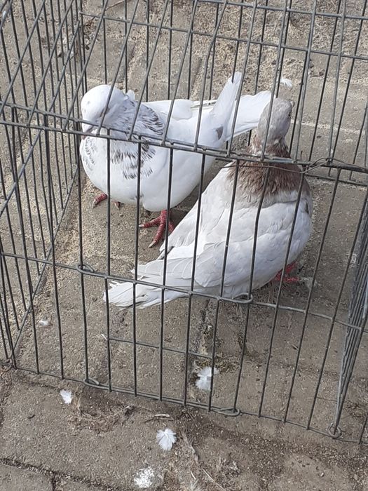 Vând pereche de porumbei de carne texani 800 gr bucata