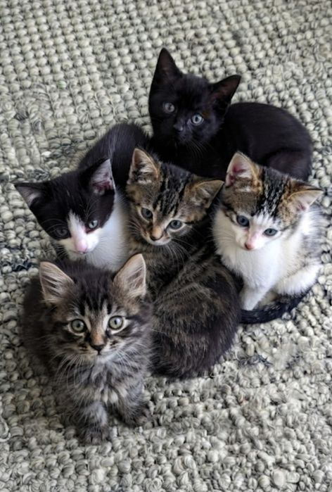 Отдам котят в добрые руки