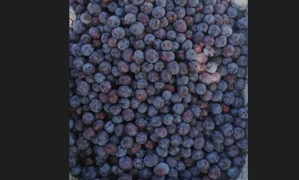 Prune foarte dulci si zemoase