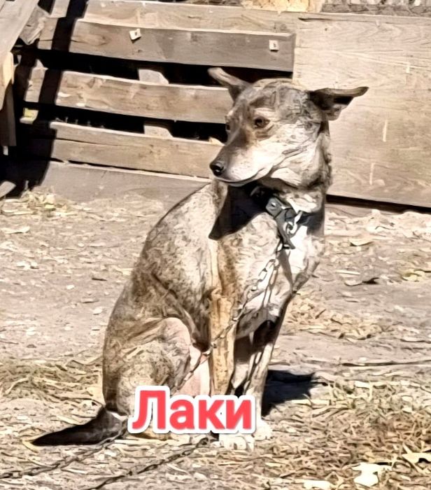 Дарю в добрые и ответственные руки