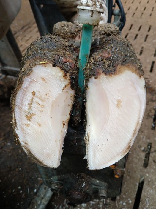 Curatire ongloane bovine