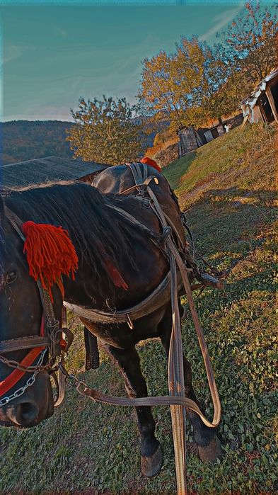 Vând carlan de 3 ani