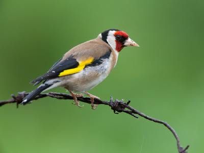 Продам щеглов черноголовых Самцы