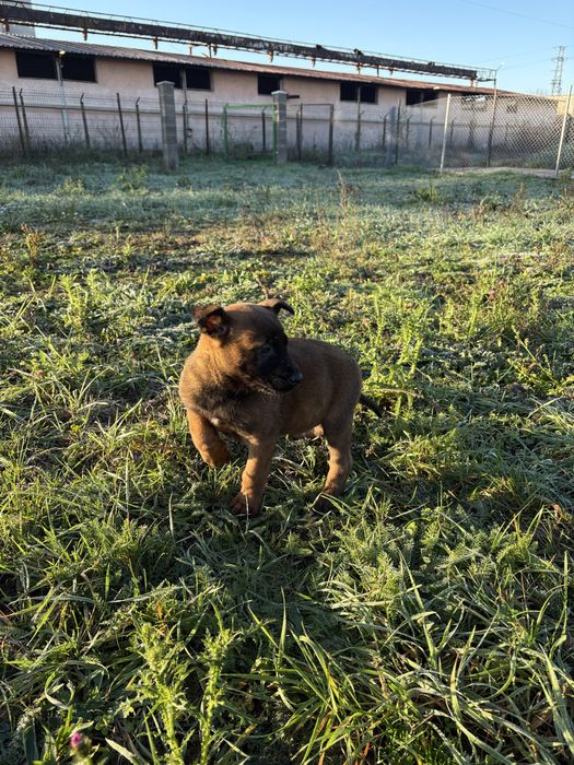 Белгийска овчарка (малиноа)