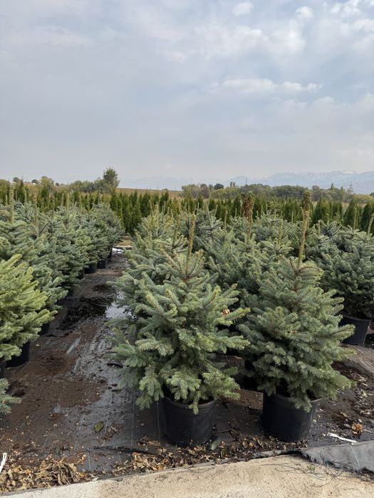 Голубая ель новогодняя