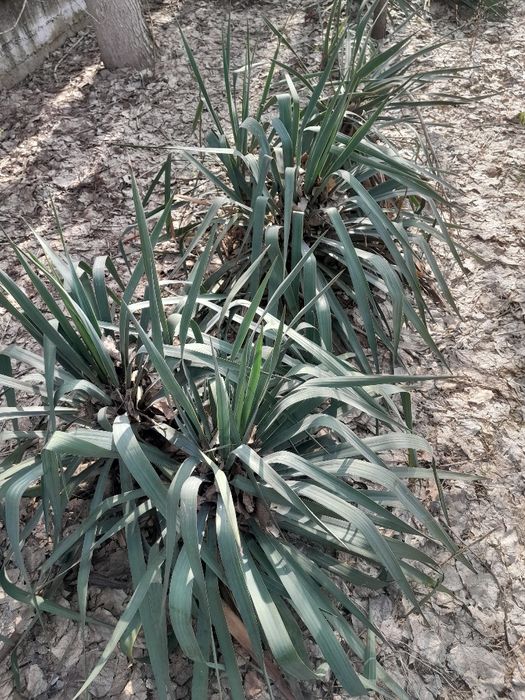 Юка декоративное растение