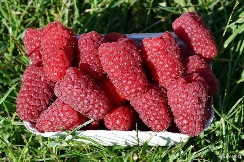 Vand Zmeura soiul Mapema