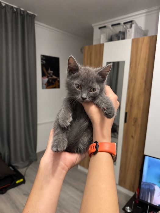 Отдам серых котят