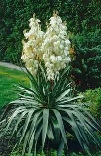 Гул кўчатлари сотилади дракон гул, Юкка (Yucca)