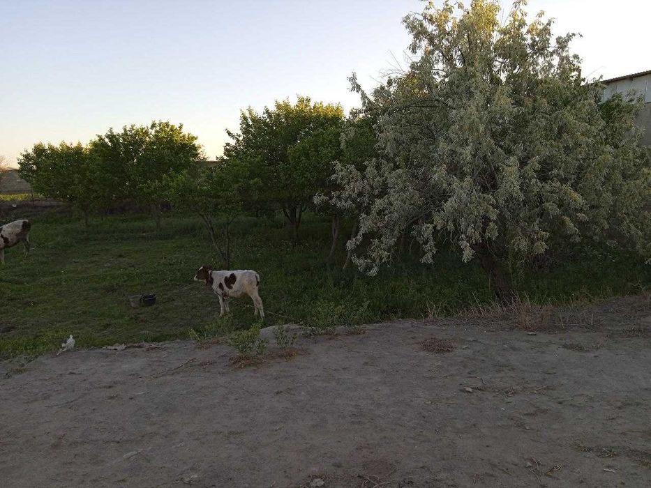 21 Sotixli hovli sotiladi