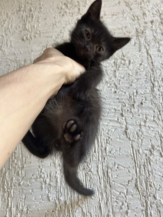 Отдам котят в хорошие руки