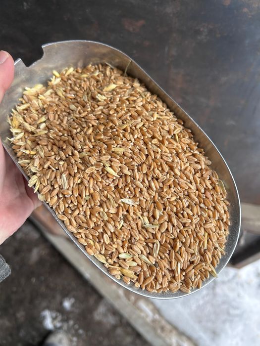 Пшеница Ячмень ячмень дробленный