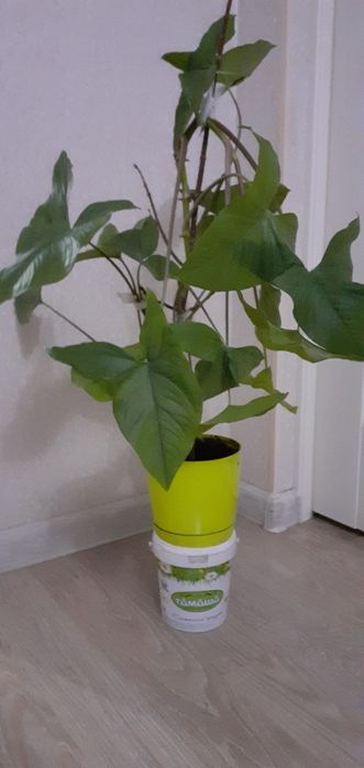 Цветы домашние разные