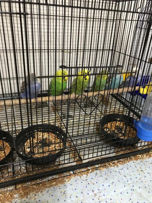 Волнистые попугаи птенцы