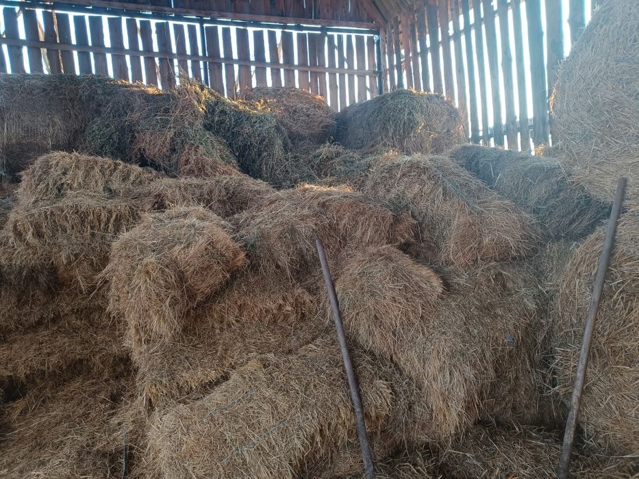 Vând baloți de fân și otavă  calitate foarte bună.
În zona Marghita Ju