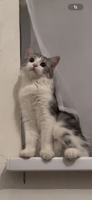 отдам милого кота в добрые руки