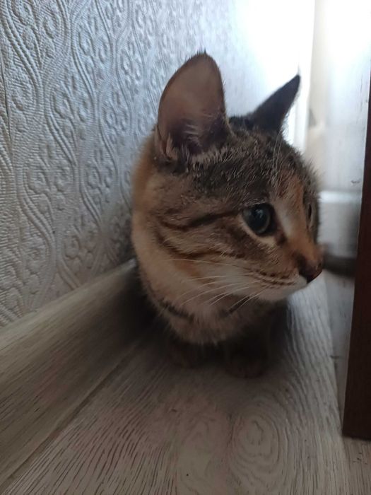 Ищем дом 2 девочкам