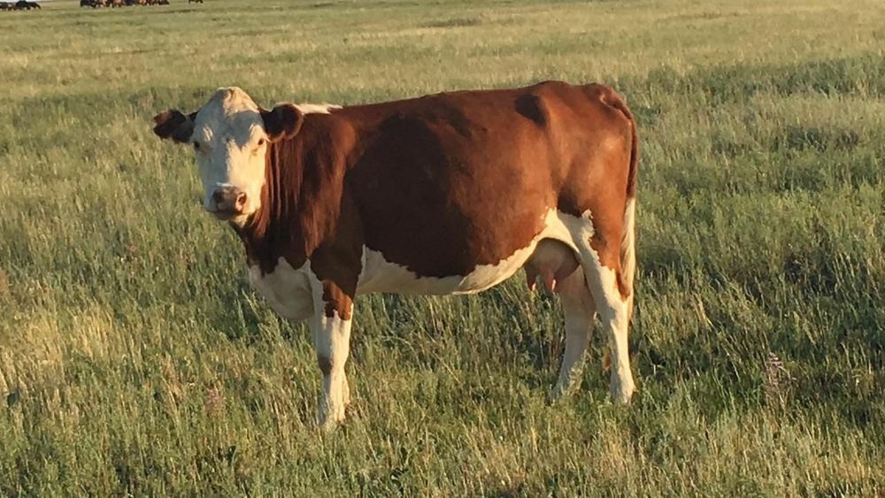 ПРОДАМ Карова 3 корова