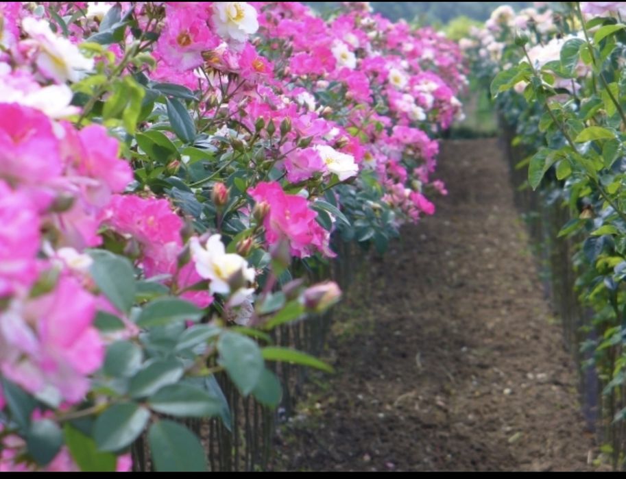 Vindem trandafiri pomișori