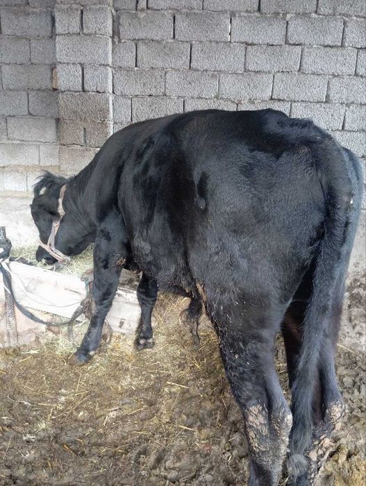 Корова келишамиз