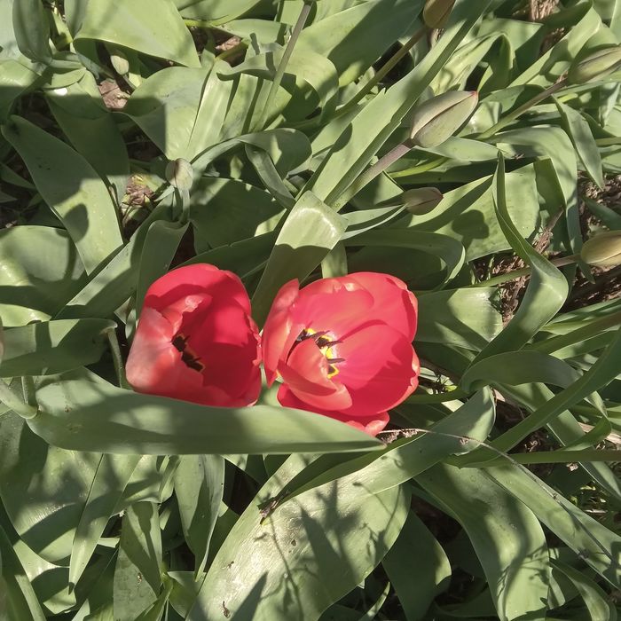 Свежие весенние тюльпаны