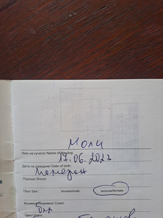 Продавам женски  бял  померан на 3 години