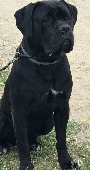 Cane Corso   Fetiță