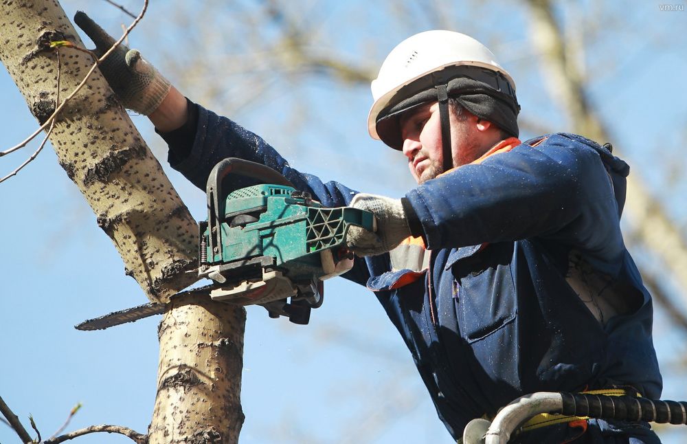 Дарахт.   кесамиз