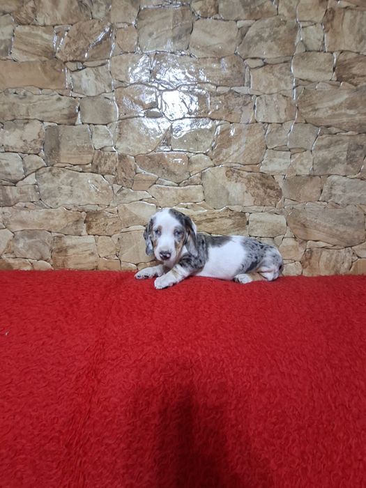 Pui Teckel Arlechin