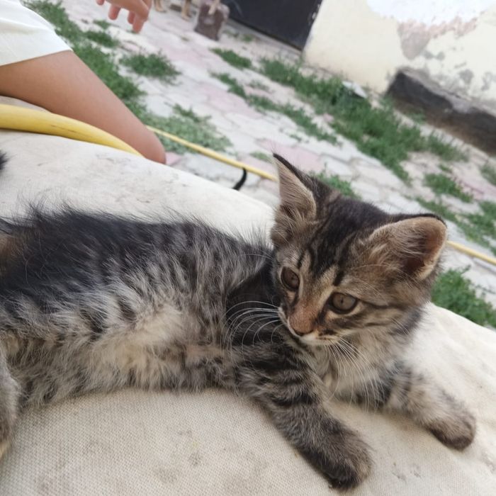 Отдам котёнка в добрые руки