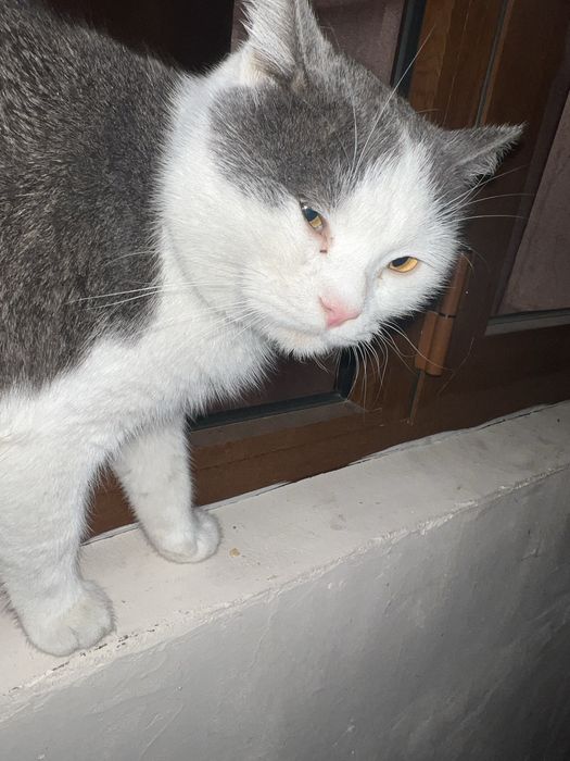 •	Oq-kulrang shirin mushukcha Milka