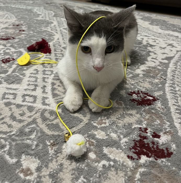 кошки в хорошие руки