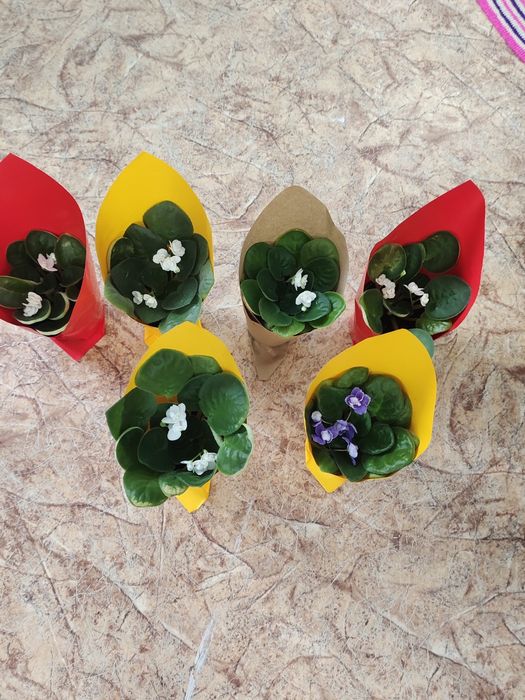 Домашние цветы. Фиалка.