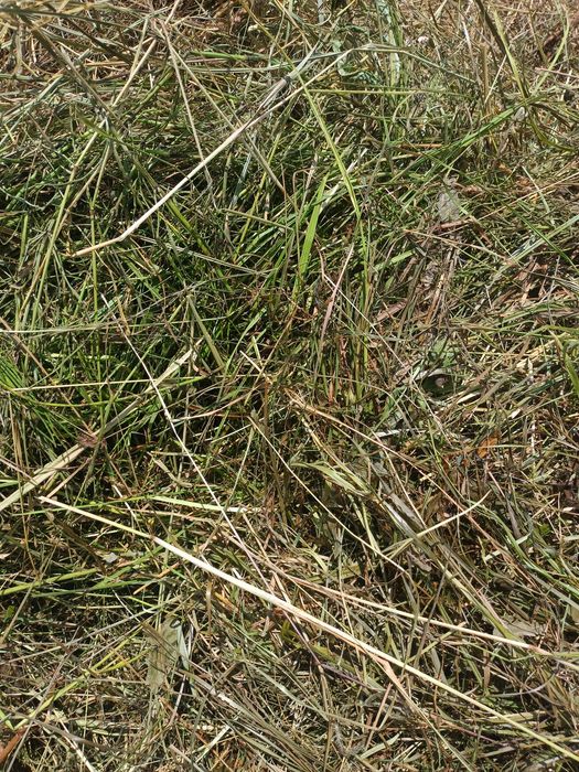 Vand baloti de fan si otava an 2025