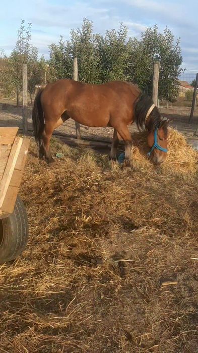 vand două manze de2 si 3ami