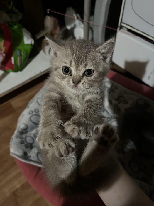 Британцы котята