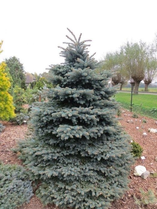 Голубая ель, зеленая ель с посадкой